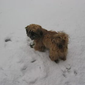 dit hondje is het liefste hondje van de heeeeeeeeeeeeele wereld…