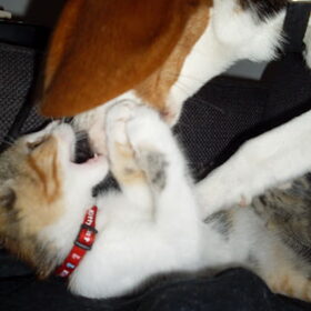ingemaakt worden door een kitten hihihi