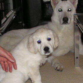 Sara en Nala