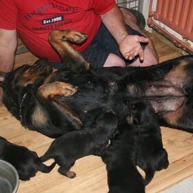 Hondenfoto van kate &  mijn rottie Hummer