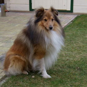 Pepper is een sable Sheltie en is 4 jaar oud.
