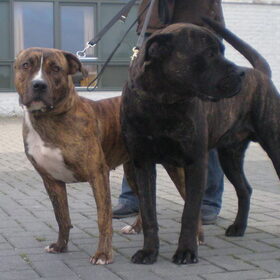 Dit is Anna en Troya. Ze worden uitgehuwlijkt in 2011
