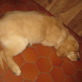 Jack onze schone slaper! (2)