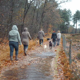 Hondenfoto van liesbeth,Turbo,Luna, Levi en Faith