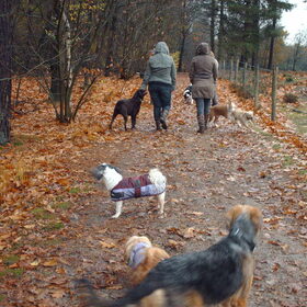 Hondenfoto van liesbeth,Turbo,Luna, Levi en Faith