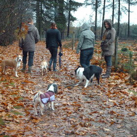 Hondenfoto van liesbeth,Turbo,Luna, Levi en Faith