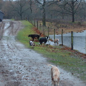 Hondenfoto van liesbeth,Turbo,Luna, Levi en Faith