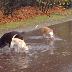 Hondenfoto van liesbeth,Turbo,Luna, Levi en Faith