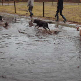 Hondenfoto van liesbeth,Turbo,Luna, Levi en Faith