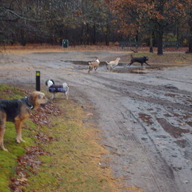 Hondenfoto van liesbeth,Turbo,Luna, Levi en Faith