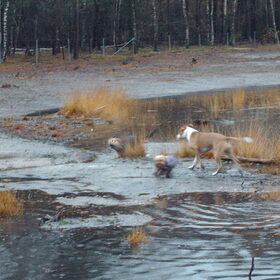 Hondenfoto van liesbeth,Turbo,Luna, Levi en Faith