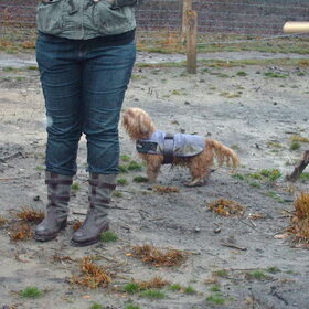 Hondenfoto van liesbeth,Turbo,Luna, Levi en Faith