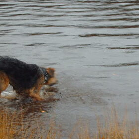 Hondenfoto van liesbeth,Turbo,Luna, Levi en Faith