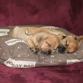 14-11-2010 Pukkie & Puggles