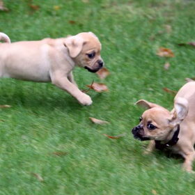 14-11-2010 Pukkie & Puggles