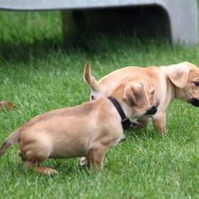 14-11-2010 Pukkie & Puggles