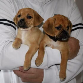 14-11-2010 Pukkie & Puggles