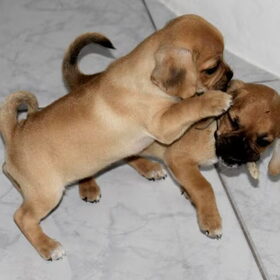 14-11-2010 Pukkie & Puggles