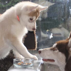 Dewi uit logeren, maakt kennis met een pup van het gezin :)