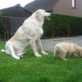 Hondenfoto van Domi & Mylo