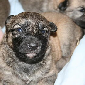 bruno,,geboren op 1 sept 2010