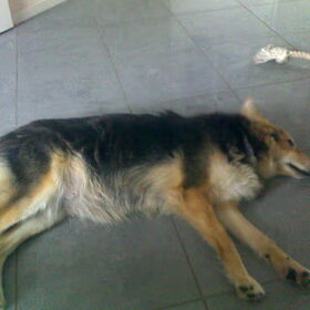 moederhond