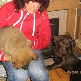 MET MN MAATJE LUNA DE LABRADOR.