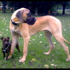 Jip en Janneke!