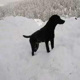 Diesel in de sneeuw