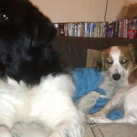 reina en roxie, ondertussen echte maatjes!