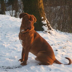 drago in de sneeuw vorig jaar