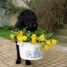 Grizzly, onze Riesenschnauzer helpt heel de dag op de…