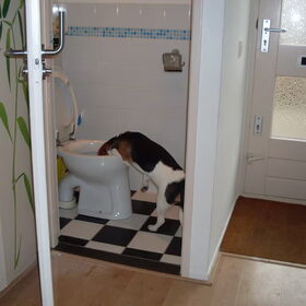 Vrouwtje had wat soep in de wc weggegooid maar niet…