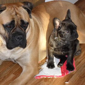 Diesel en Bumper(Alyha)