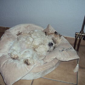 The little king of dogs :)