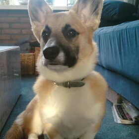 midas 6 maanden