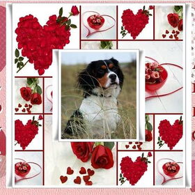 Gemaakt voor honde vriendje Arko