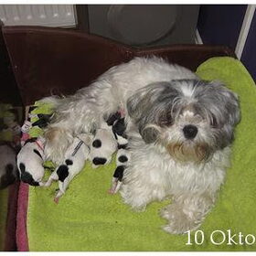Rosa en haar puppies