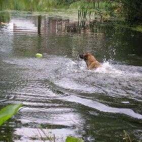 ff zwemmen in de biesbosch