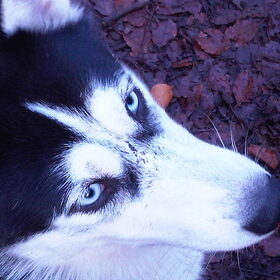 Hondenfoto van Laika de husky