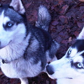 zena&laika w8ten op kip de mooie princesjes copyright shamila :D