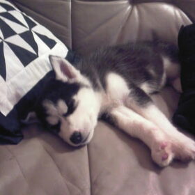 dit is laika op oud en nieuw me princesje :) ps 2 dagen bij my…