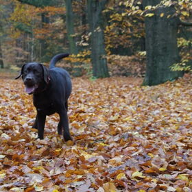 Milow 8 maanden...spelen in het bos