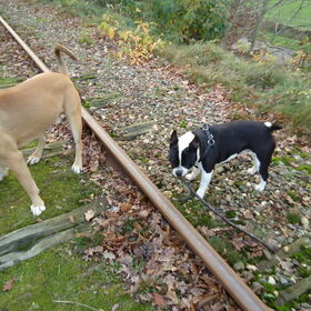 Bo heeft weer wat gevonden onderweg!! Een tak!! :)
