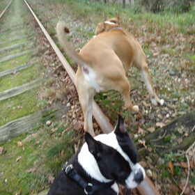 Mn 2 dikke boeven!!