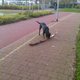 22/11; Joy die tak is toch te groot??