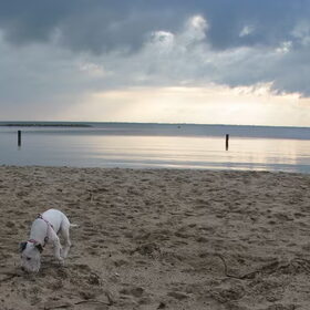 Hondenfoto van alex en lady