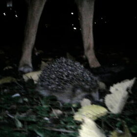 Mila en de buurt-egel.Heel lief snoezig kleintje is het.(daar…