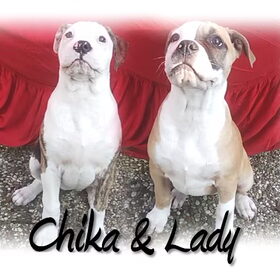 Hondenfoto van samira-chika-lady