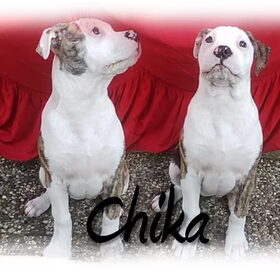 Hondenfoto van samira-chika-lady